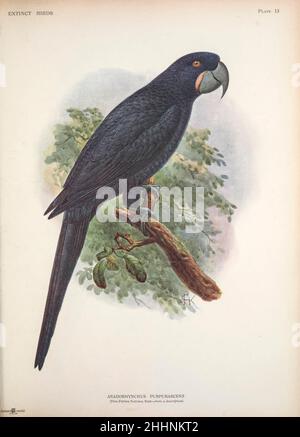 Anodorhynchus purpurascens (ici comme Anadorhynchus purpurascens). Par John Gerrard Keulemans de ' Extract Birds ' : une tentative de réunir en un seul volume un bref compte rendu de ces oiseaux qui ont disparu dans les temps historiques : c'est-à-dire, au cours des six ou sept cents dernières années :A qui viennent s'ajouter quelques-uns qui existent encore, mais qui sont sur le point de disparaître. Par Baron, Lionel Walter Rothschild, 1868-1937 publié en 1907 comme un livre en édition limitée à Londres par Hutchinson & Co Banque D'Images