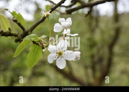 Fleur de pomme blanche. Gros plan avec mise au point sélective. Scène de printemps avec fond vert et beaucoup d'espace de copie. Banque D'Images