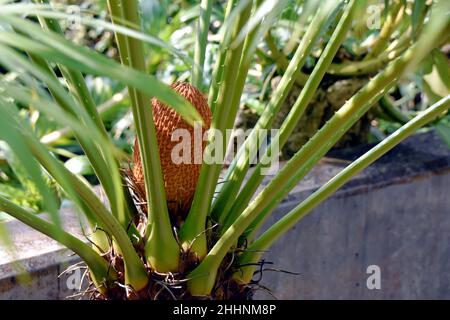 Un cône mâle d'un genre ancien d'arbres Cycas circinalis avec la couronne de feuilles vertes qui semble provenir directement du sol. Banque D'Images