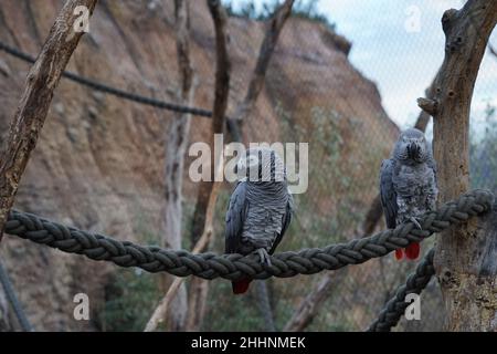 Paire de perroquets gris africains perchés sur une voile dans une enceinte d'oiseau.Les oiseaux vivent en captivité dans un environnement artificiel ressemblant à leur habitat naturel Banque D'Images