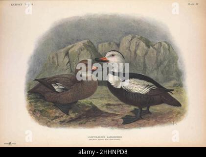 Labrador Duck (Camptolaimus labradiorius) de John Gerrard Keulemans de ' Extract Birds ' : une tentative de réunir en un seul volume un court compte rendu de ces oiseaux qui ont disparu dans les temps historiques : c'est-à-dire, dans les six ou sept cents dernières années :A qui viennent s'ajouter quelques-uns qui existent encore, mais qui sont sur le point de disparaître. Par Baron, Lionel Walter Rothschild, 1868-1937 publié en 1907 comme un livre en édition limitée à Londres par Hutchinson & Co Banque D'Images