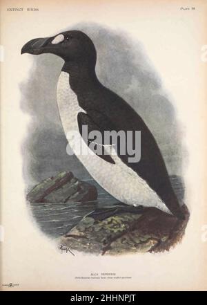 Le grand auk (Pinguinus impennis ici comme Alca impennis) est une espèce d'alcide sans poids qui s'est éteinte au milieu du siècle 19th.C'était la seule espèce moderne du genre Pinguinus.Il n'est pas étroitement lié aux oiseaux maintenant connus comme les pingouins, qui ont été découverts plus tard par les Européens et ainsi nommés par les marins en raison de leur ressemblance physique avec le grand auk. Par John Gerrard Keulemans de ' Extinct Birds ' :une tentative d'unir en un volume un court compte rendu de ces oiseaux qui ont disparu dans les temps historiques: c'est-à-dire, dans les six ou sept cents dernières années: à qui Banque D'Images