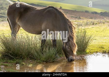 Poney Exmoor sur le parc national Exmoor, Somerset, Angleterre, U Banque D'Images