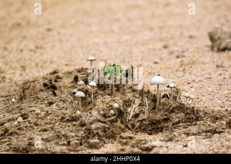 Nouvelle vie qui grandit dans une pile de dung, Parc national Kruger Banque D'Images