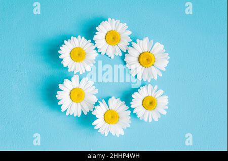 Motif fleuri avec fleurs pâquerettes sur fond bleu pastel tendance.Maquette de fleur à plat plan de travail cadre de vue de dessus avec espace de copie. Banque D'Images