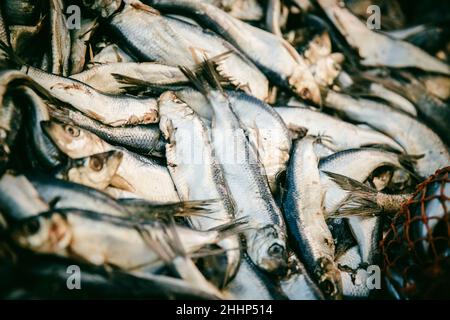 Pile de poissons utilisée pour la pêche au homard Banque D'Images