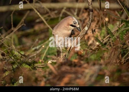 Vue de face d'un geai sur le fond de la forêt à proximité dans une forêt en Écosse au royaume-uni Banque D'Images