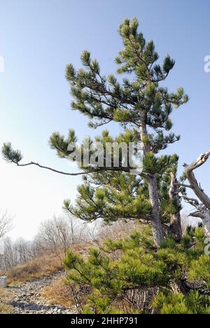 La crête inaccessible du mont Sabotino (Sapotin) domine la vallée étroite de l'Isonzo (Soca).Un ancien Pinus mugo Banque D'Images