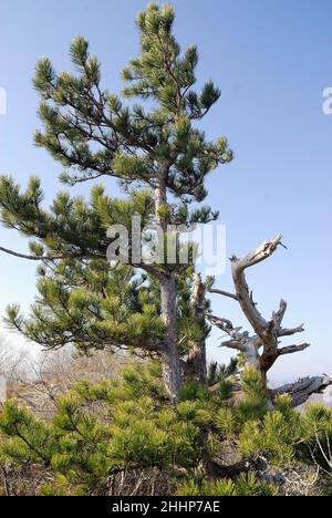 La crête inaccessible du mont Sabotino (Sapotin) domine la vallée étroite de l'Isonzo (Soca).Un ancien Pinus mugo Banque D'Images