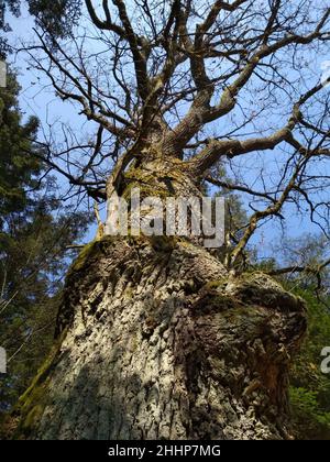 vue de dessous d'un vieux arbre puissant avec des branches tordues contre un ciel bleu. plan vertical d'un vieux arbre avec écorce fissurée et mousse Banque D'Images