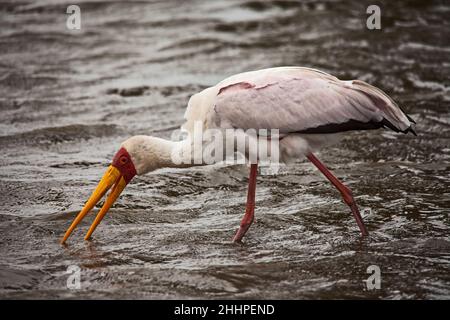 Stork Mycteria ibis 13783 à bec jaune Banque D'Images