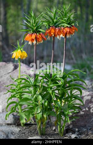 Crown Imperials fleurs, Kaiser's Crown, Fritilaria impérialis dans le jardin. Image verticale Banque D'Images