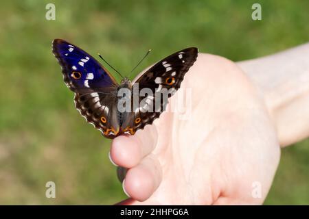 Beau papillon se trouve sur le bout des doigts de la fille, foyer sélectif, ailes ouvertes bleu brillant, foyer sélectif. Banque D'Images