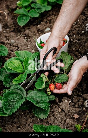 Les mains de sexe masculin cueissent des fraises.Produit agricole biologique naturel.Tir vertical Banque D'Images