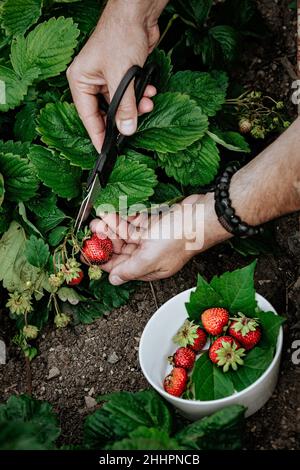 Les mains de sexe masculin cueissent des fraises.Produit agricole biologique naturel.Tir vertical Banque D'Images