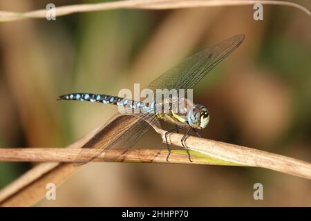 Blue-Eyed (Southern migrant) Hawker Dragonfly (Aeshna affinis) – homme, au repos Banque D'Images