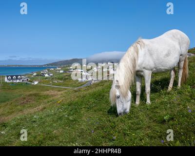 Poney d'Eriskay (Equus caballus) avec le village côtier de Rubha Ban et l'île de South Uist en arrière-plan Banque D'Images