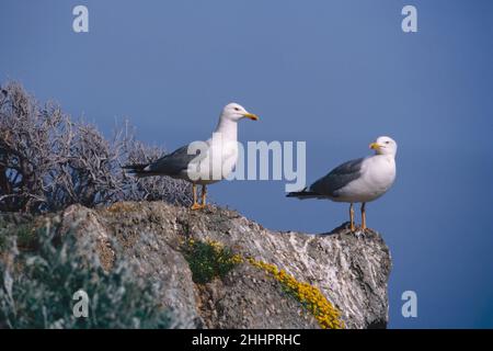 Deux goélands à pattes jaunes sur une roche surplombant la mer, Larus michahellis michahellis; Laridae Banque D'Images
