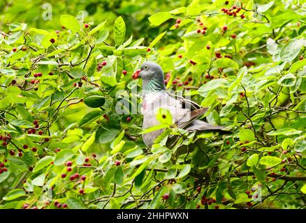 Berlin, Allemagne.25th juin 2021.25.06.2021, Berlin.Un pigeon en bois (Columba palumbus) se trouve sur une branche d'une brousse et tient une baie rouge dans son bec pour le manger.Crédit: Wolfram Steinberg/dpa crédit: Wolfram Steinberg/dpa/Alay Live News Banque D'Images