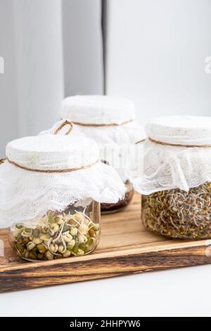 Divers germes de graines poussant dans des pots en verre, en-cas alimentaire riche en vitamines.Luzerne ou luzerne, pousses de haricots mung, graines de brocoli en pots. Banque D'Images