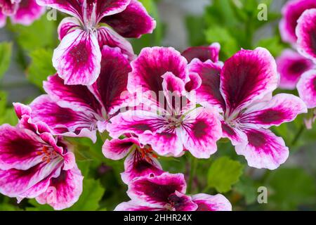 Fleurs de pélargonium royal - Pelargonium grandiflorum Banque D'Images