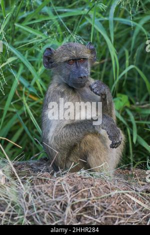 Chacma Baboon dans le parc national Kruger Banque D'Images