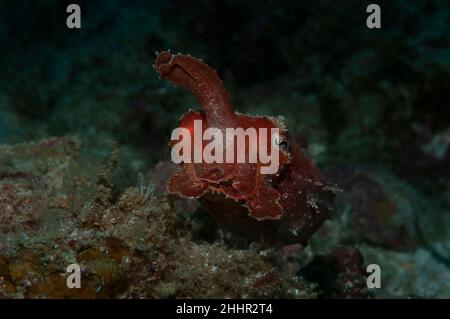 Seiche à aiguilles (Sepia aculeata (Lat)) sur fond sombre avec quelques tentacules soulevées, Panglao, Philippines Banque D'Images