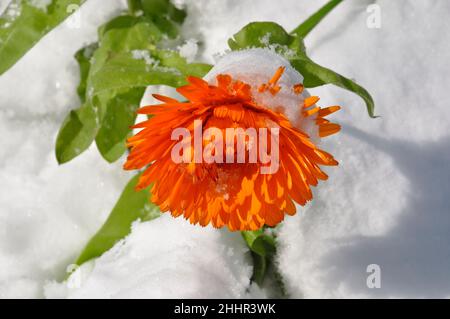 Marigold sous la neige en Bretagne Banque D'Images