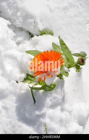 Marigold sous la neige en Bretagne Banque D'Images