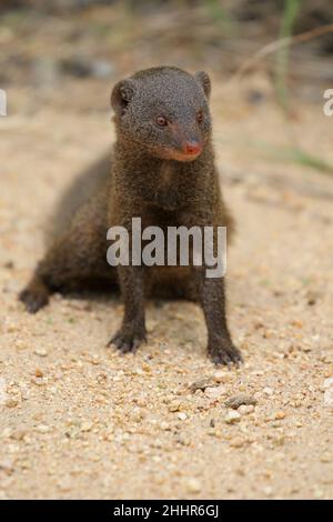 Nain Mongoose dans le parc national Kruger Banque D'Images