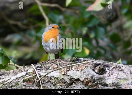 European robin (Erithacus rubecula aux abords) Banque D'Images