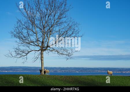 Moutons sur une colline avec une vue imprenable sur le lac de constance, Suisse Banque D'Images