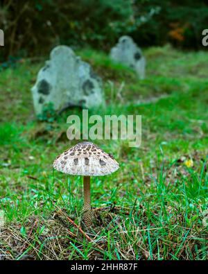 Un champignon parasol (Macrolepiota procera) dans le vieux cimetière de Southampton, sur Southampton Common, Hampshire, Angleterre Banque D'Images