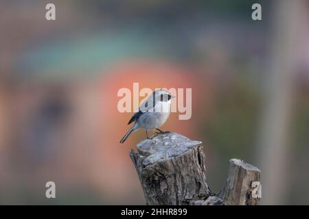 Grey Bush Chat, Saxicola ferreus, femme, Uttarakhand, Inde Banque D'Images