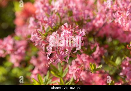 Rhododendrons roses.Fond floral avec rhododendrons.Bush de fleurs délicates d'azalée ou de rhododendron plante dans un jour ensoleillé de printemps. Banque D'Images