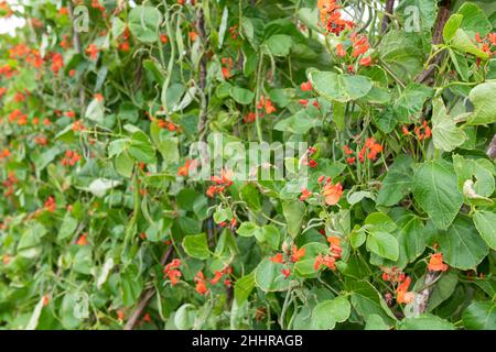 Fleurs rouges sur une plante de haricot (phaseolus coccineus) Banque D'Images