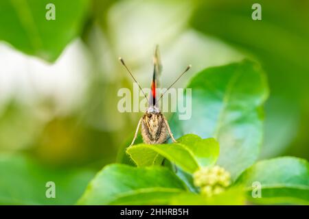 Un amiral rouge, Vanessa atalanta, papillon coloré Banque D'Images