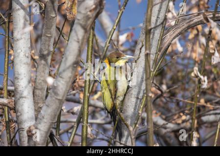 Pic à grandes naines jaunes, Picus flavinucha, Uttarakhand, Inde Banque D'Images