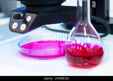 Flacon rond avec un échantillon de liquide ou de sang coloré dans un laboratoire moderne avec un microscope en arrière-plan. Banque D'Images