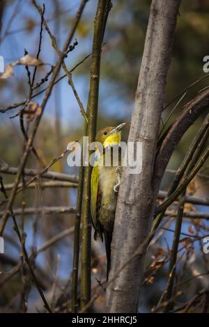 Pic à grandes naines jaunes, Picus flavinucha, Uttarakhand, Inde Banque D'Images