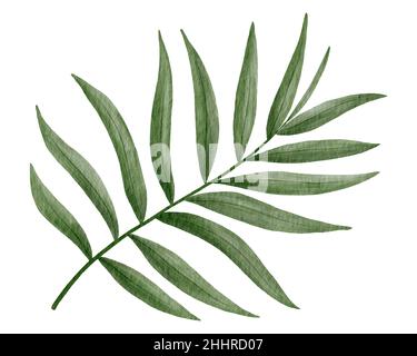 Illustration aquarelle de feuilles de palmier tropicales Banque D'Images