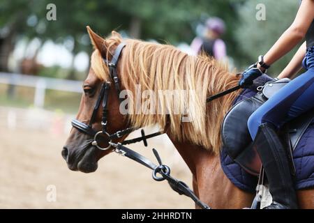 Gros plan d'un pilote concurrent non identifié sur le cheval volant du spectacle.Equitation en été.Afficher le cheval de saut sous selle en action.dre inconnue Banque D'Images