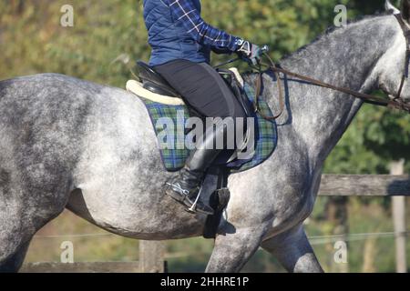 Gros plan d'un pilote concurrent non identifié sur le cheval volant du spectacle.Equitation en été.Afficher le cheval de saut sous selle en action.dre inconnue Banque D'Images