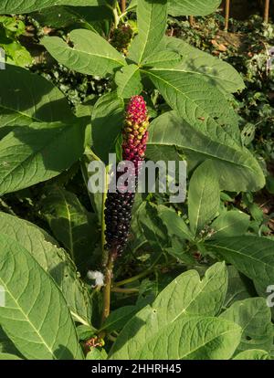 Phytolacca acinosa, pokeweed indien - une plante indigène de l'Himalaya trouvée dans les jardins d'Europan.Toutes les pièces sont toxiques ou narcotiques. Banque D'Images