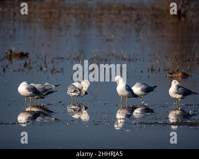 Mouettes dans la réserve de Cosumnes River, Californie Banque D'Images