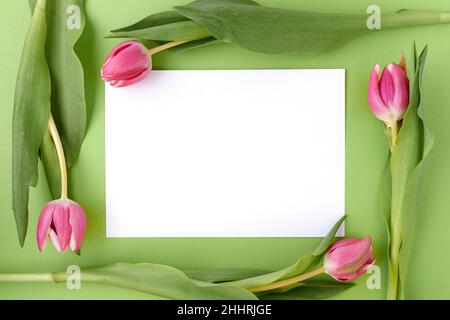 pose à plat à ressort avec feuille de papier et tulipes isolées sur fond vert. Banque D'Images