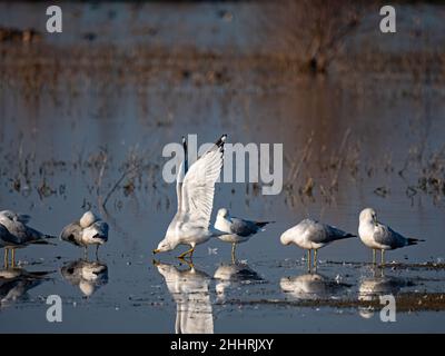 Mouettes dans la réserve de Cosumnes River, Californie Banque D'Images