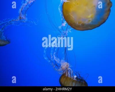 Sea Nettles à l'aquarium de Steinhart, à San Francisco Banque D'Images