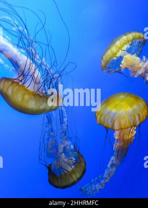 Sea Nettles à l'aquarium de Steinhart, à San Francisco Banque D'Images