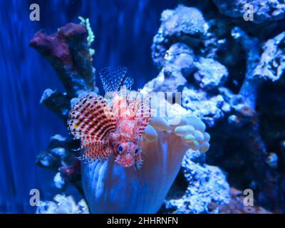 Nain de poissons de mer nains au milieu de Bubble Coral, Steinhart Aquarium, San Francisco Banque D'Images